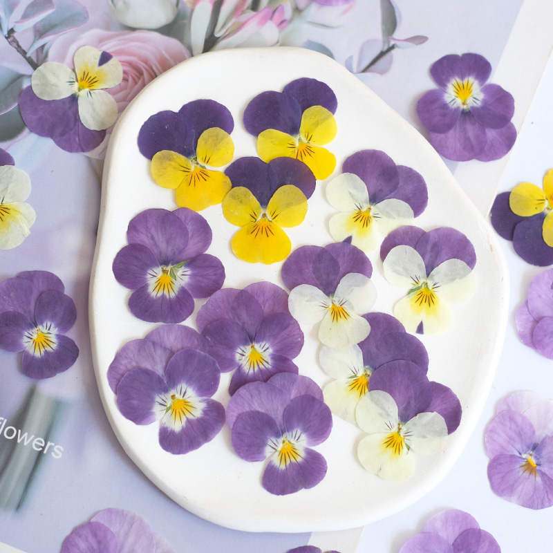 Beauty Makeup Bridal - ดอกไม้แห้งพันซี่ธรรมชาติ 12 ชิ้น สำหรับงาน DIY ตกแต่งเคสมือถือ